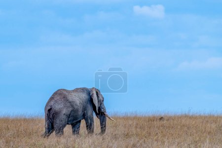 Téléchargez les photos : Wild elephant in Serengeti national park. High quality photo - en image libre de droit