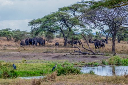 Téléchargez les photos : Wild elephants in Serengeti national park. High quality photo - en image libre de droit
