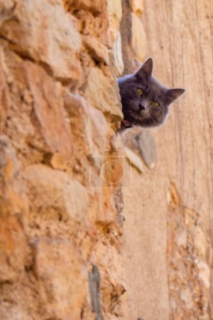 Téléchargez les photos : Cat in a typical european mountain village - en image libre de droit