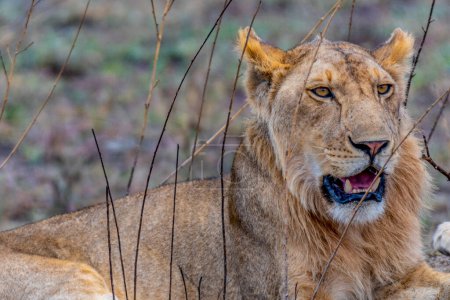 Foto de Wild lioness in the Serengeti National Park in the heart of Africa. High quality photo - Imagen libre de derechos