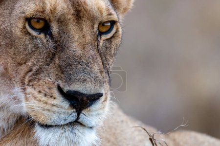 Photo for Wild lioness in the Serengeti National Park in the heart of Africa. High quality photo - Royalty Free Image