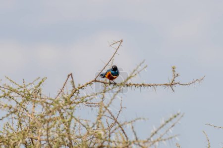 Téléchargez les photos : Wild birds in Serengeti National Park. High quality photo - en image libre de droit