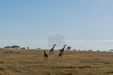 Foto de Wild giraffes in Serengeti National Park in the heart of Africa. High quality photo - Imagen libre de derechos