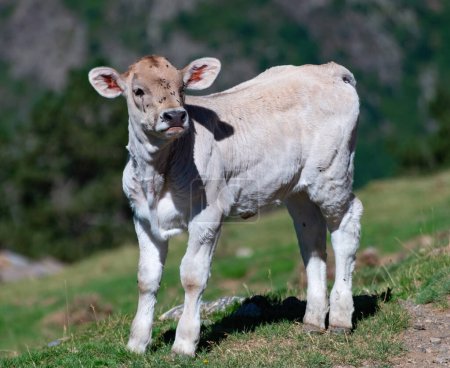 Téléchargez les photos : Pâturage de vaches dans les montagnes des Pyrénées. Photo de haute qualité - en image libre de droit