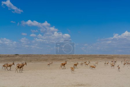 Téléchargez les photos : Wild Thomsons gazelles in serengeti national park. High quality photo - en image libre de droit