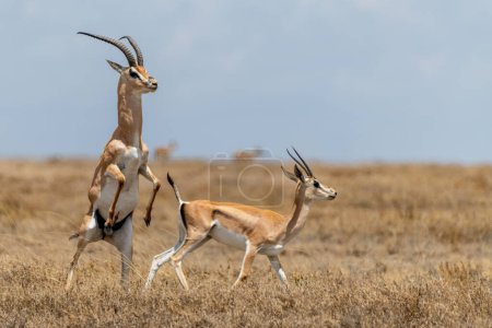 Foto de Wild Thomsons gazelles in serengeti national park. High quality photo - Imagen libre de derechos