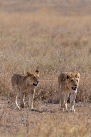 Téléchargez les photos : Wild young lions in the Serengeti National Park in the heart of Africa. High quality photo - en image libre de droit