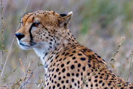 Photo for Wild cheetah in serengeti national park. High quality photo - Royalty Free Image