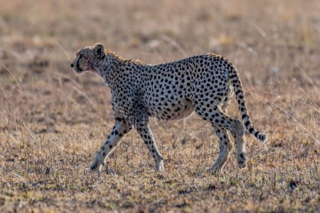 Téléchargez les photos : Wild cheetah in serengeti national park. High quality photo - en image libre de droit