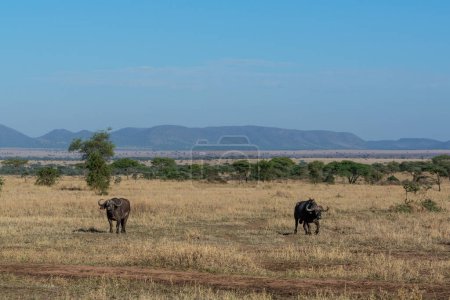 Téléchargez les photos : Wild buffaloes in Serengeti National Park. High quality photo - en image libre de droit