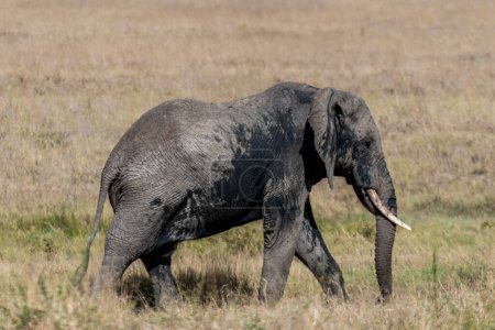 Téléchargez les photos : Wild elephant in Serengeti national park. High quality photo - en image libre de droit