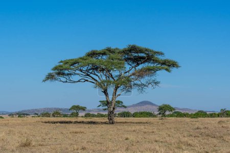 Téléchargez les photos : Savannah landscape in Serengeti National Park. High quality photo - en image libre de droit