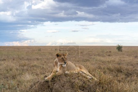 Téléchargez les photos : Wild lioness in the Serengeti National Park in the heart of Africa. High quality photo - en image libre de droit