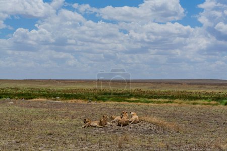 Téléchargez les photos : Wild lionesses in the Serengeti National Park in the heart of Africa. High quality photo - en image libre de droit