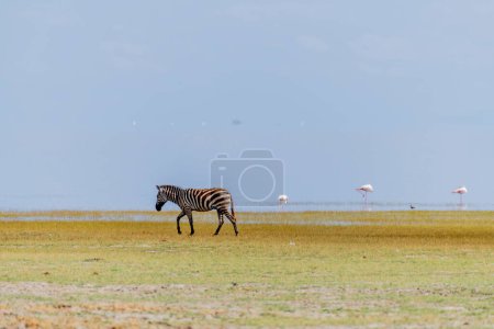 Photo for Wild zebras in the African savannah. High quality photo - Royalty Free Image