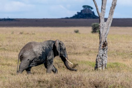 Photo for Wild elephant in Serengeti national park. High quality photo - Royalty Free Image