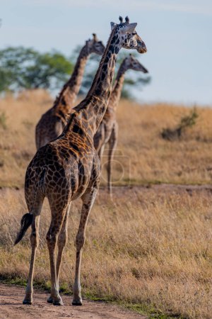 Photo for Wild giraffes in Serengeti National Park in the heart of Africa. High quality photo - Royalty Free Image