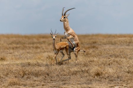 Foto de Wild Thomsons gazelles in serengeti national park. High quality photo - Imagen libre de derechos