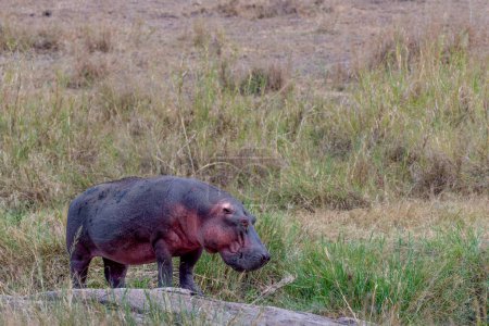 Foto de Wild hippo in Serengeti national park. High quality photo - Imagen libre de derechos