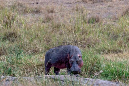 Téléchargez les photos : Hippopotame sauvage dans le parc national du Serengeti. Photo de haute qualité - en image libre de droit