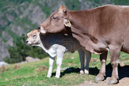 Foto de Vaca pastando en las montañas de los Pirineos. Foto de alta calidad - Imagen libre de derechos