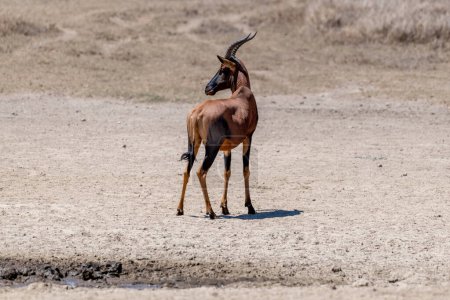 Photo for Wild grants gazelle in serengeti national park - Royalty Free Image