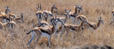 Photo for Wild Thomsons gazelles in serengeti national park. High quality photo - Royalty Free Image
