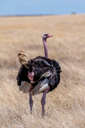 Foto de Avestruz salvaje en el parque nacional del Serengeti. Foto de alta calidad - Imagen libre de derechos