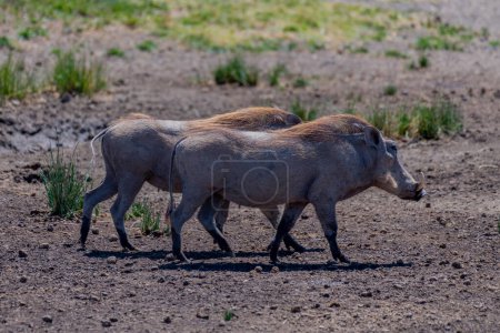 Photo for Wild pumba in Serengeti National Park - Royalty Free Image