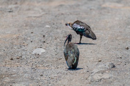 Foto de Aves silvestres en el Parque Nacional del Serengeti. Foto de alta calidad - Imagen libre de derechos