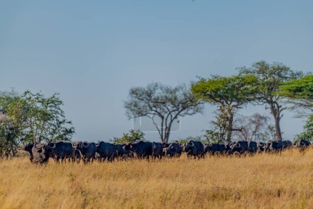 Photo for Wild buffaloes in Serengeti National Park. High quality photo - Royalty Free Image