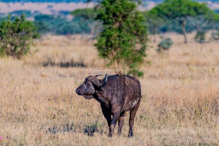 Téléchargez les photos : Wild buffalo in Serengeti National Park. High quality photo - en image libre de droit