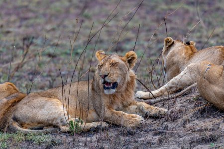 Foto de Wild lionesses in the Serengeti National Park in the heart of Africa. High quality photo - Imagen libre de derechos