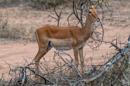 Foto de Wild grants gazelle in serengeti national park - Imagen libre de derechos