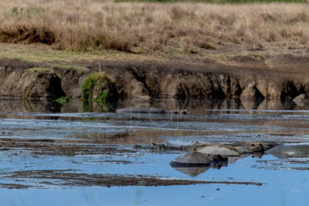 Téléchargez les photos : Wild hippo in Serengeti national park. High quality photo - en image libre de droit