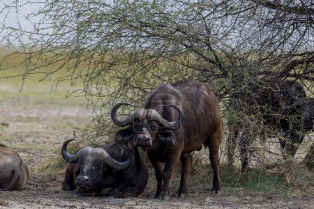 Foto de Wild buffalo in the savannah of Africa. High quality photo - Imagen libre de derechos