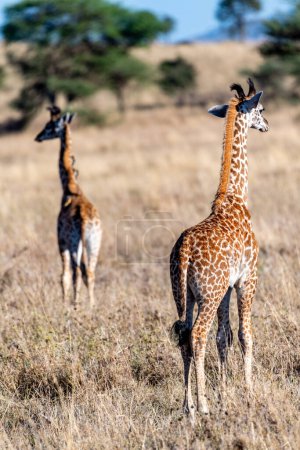 Téléchargez les photos : Wild giraffes in Serengeti National Park in the heart of Africa. High quality photo - en image libre de droit
