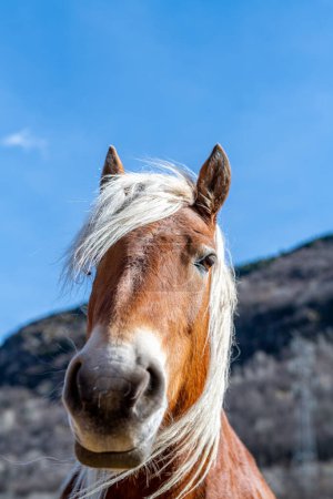 Foto de Pyrenean horse grazing outdoors on a sunny day. High quality photo - Imagen libre de derechos