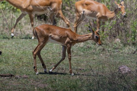 Téléchargez les photos : Gazelles Thomsons sauvages dans la savane africaine. Photo de haute qualité - en image libre de droit