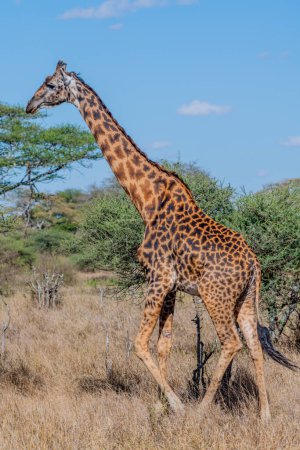 Foto de Wild giraffe in Serengeti National Park in the heart of Africa. High quality photo - Imagen libre de derechos