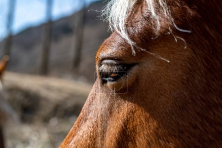 Téléchargez les photos : Pyrenean horse grazing outdoors on a sunny day. High quality photo - en image libre de droit