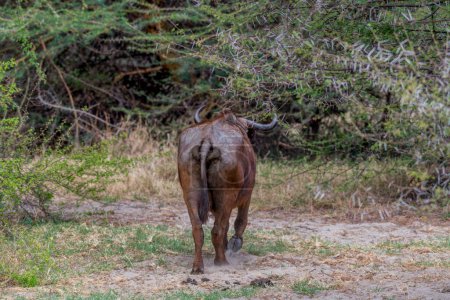 Téléchargez les photos : Wild buffalo in the savannah of Africa. High quality photo - en image libre de droit