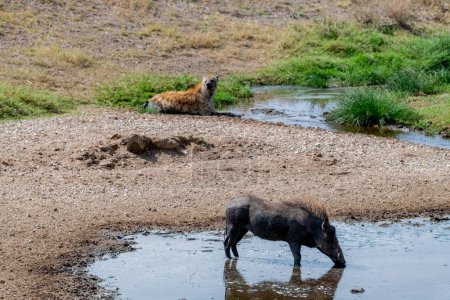 Téléchargez les photos : Pumba sauvage dans le parc national du Serengeti - en image libre de droit