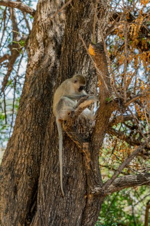 Photo for Wild monkeys in the African savannah. High quality photo - Royalty Free Image