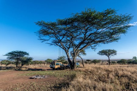 Foto de Savannah landscape in Serengeti National Park. High quality photo - Imagen libre de derechos