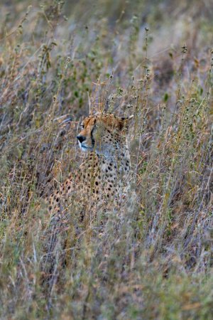 Foto de Wild cheetah in serengeti national park. High quality photo - Imagen libre de derechos