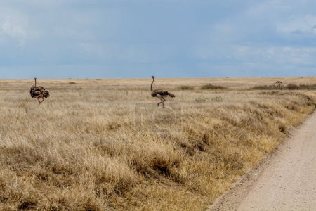 Photo for Wild ostrich in Serengeti national park. High quality photo - Royalty Free Image