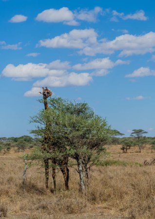 Téléchargez les photos : Wild giraffe in Serengeti National Park in the heart of Africa. High quality photo - en image libre de droit