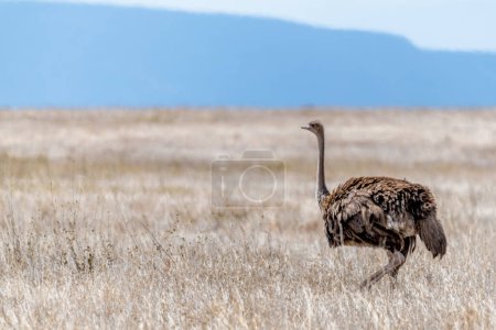 Foto de Wild ostrich in Serengeti national park. High quality photo - Imagen libre de derechos