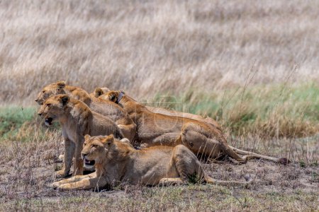 Téléchargez les photos : Wild lionesses in the Serengeti National Park in the heart of Africa. High quality photo - en image libre de droit